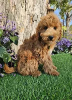 Sebastian, a male Goldendoodle for sale in Indianapolis, IN – 1 of 1