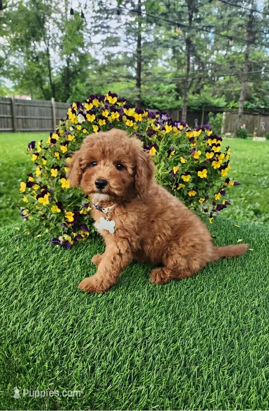 Charlie – Goldendoodle, Miniature Goldendoodle puppy for sale in Indianapolis, IN