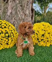Gavin, a male Goldendoodle and Miniature Goldendoodle for sale in Indianapolis, IN – 2 of 4