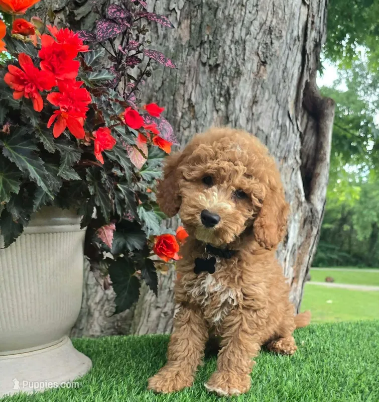 Barron (Miniature) – Miniature Goldendoodle puppy for sale in Indianapolis, IN
