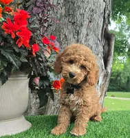Barron (Miniature), a male Miniature Goldendoodle for sale in Indianapolis, IN – 1 of 1
