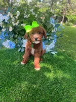 Pricilla, a female Goldendoodle for sale in Indianapolis, IN – 2 of 3