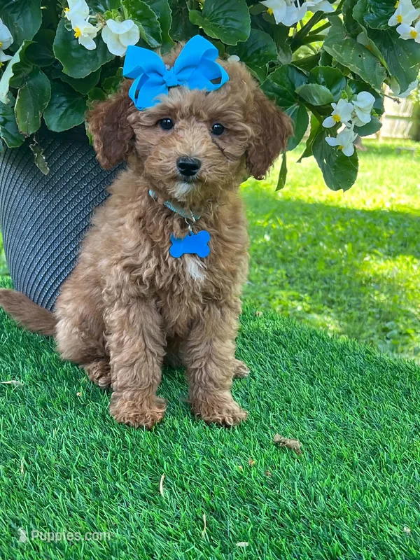 Gabby (micro) – Goldendoodle, Miniature Goldendoodle puppy for sale in Indianapolis, IN