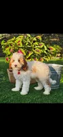 Barron (miniature), a male Goldendoodle and Miniature Goldendoodle for sale in Indianapolis, IN – 4 of 5