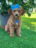 Gabby (micro), a female Goldendoodle and Miniature Goldendoodle for sale in Indianapolis, IN – 9 of 10