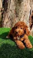 Simba, a male Cavapoo for sale in Indianapolis, IN – Photo 5 of 5