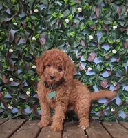 Simba, a male Cavapoo for sale in Indianapolis, IN – Photo 2 of 5