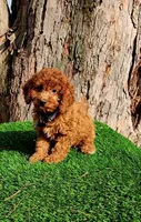 Simba, a male Cavapoo for sale in Indianapolis, IN – Photo 1 of 5