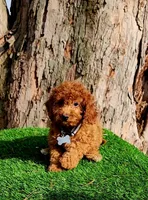 Simba, a male Cavapoo for sale in Indianapolis, IN – Photo 3 of 5