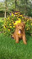 Penny, a female Miniature Goldendoodle for sale in Indianapolis, IN – 5 of 8