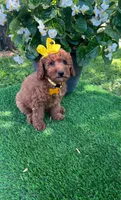 Elsie (micro mini), a female Goldendoodle for sale in Indianapolis, IN – 6 of 9