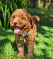 Branson (miniature), a male Goldendoodle and Miniature Goldendoodle for sale in Indianapolis, IN – 2 of 3