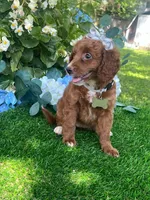 Elanor, a female Goldendoodle for sale in Indianapolis, IN – 2 of 4