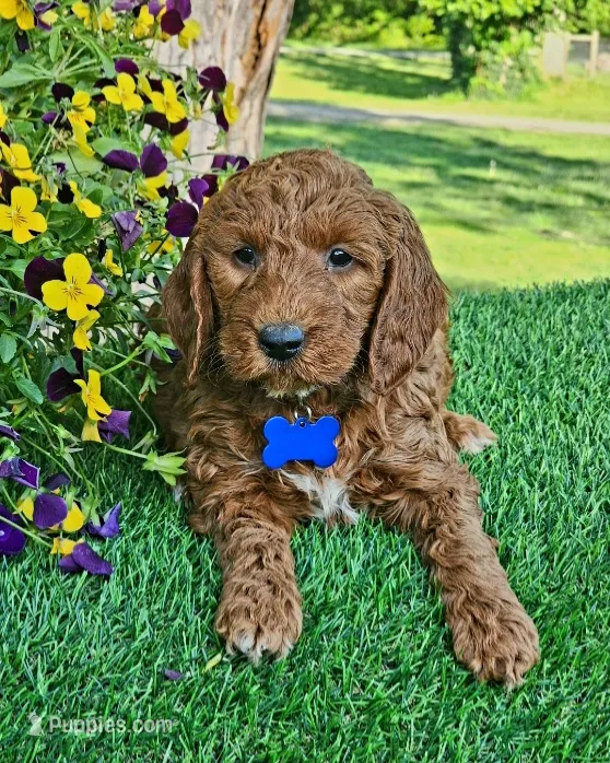 Brody (miniature) – Goldendoodle, Miniature Goldendoodle puppy for sale in Indianapolis, IN