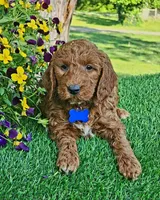 Brody (miniature), a male Goldendoodle and Miniature Goldendoodle for sale in Indianapolis, IN – 1 of 4