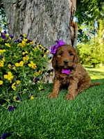 Gabby (miniature), a female Goldendoodle and Miniature Goldendoodle for sale in Indianapolis, IN – 10 of 10