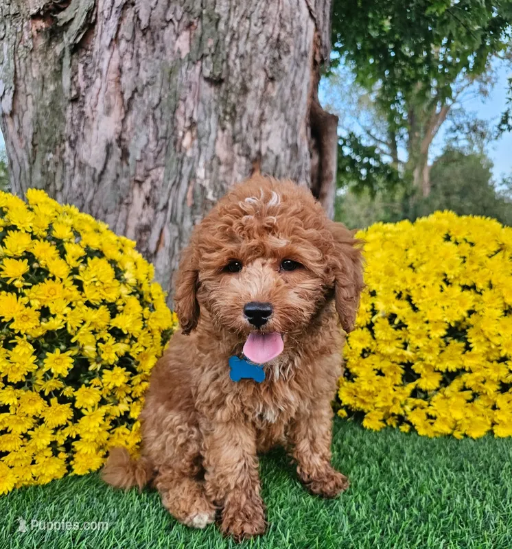 Simba – Goldendoodle puppy for sale in Indianapolis, IN