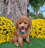 Simba, a male Goldendoodle for sale in Indianapolis, IN – 1 of 2