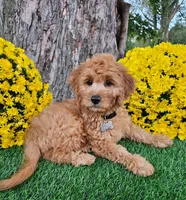 Benny, a male Goldendoodle and Miniature Goldendoodle for sale in Indianapolis, IN – 2 of 3