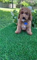 Perry (miniature), a male Goldendoodle and Miniature Goldendoodle for sale in Indianapolis, IN – 5 of 6