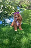 Dutchess, a female Miniature Goldendoodle for sale in Indianapolis, IN – 3 of 5