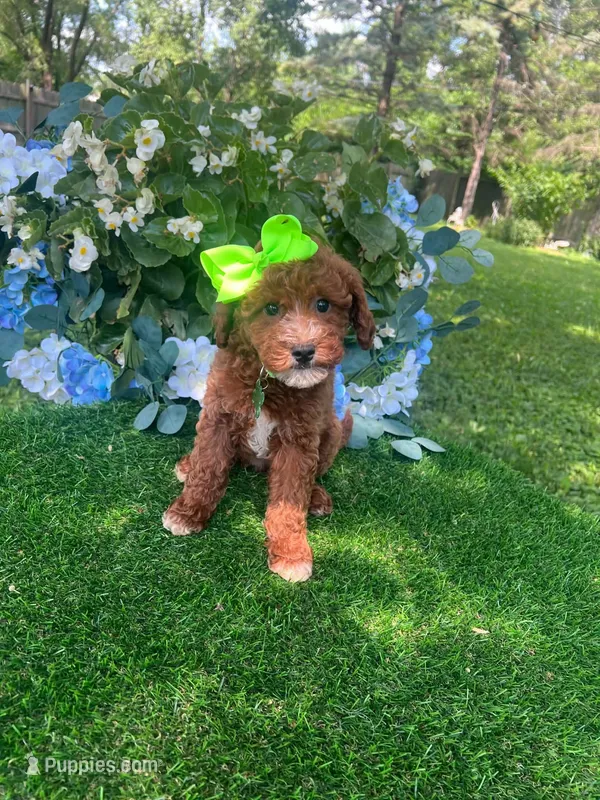 Pricilla – Goldendoodle puppy for sale in Indianapolis, IN