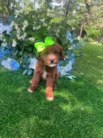 Pricilla, a female Goldendoodle for sale in Indianapolis, IN – 1 of 3