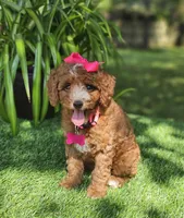 Dutchess (micro), a female Miniature Goldendoodle for sale in Indianapolis, IN – 2 of 2