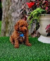 Rhett, a male Poodle - Toy  for sale in Indianapolis, IN – 5 of 8