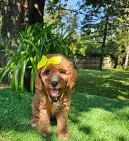 Daphne  (micro), a female Miniature Goldendoodle for sale in Indianapolis, IN – 1 of 3