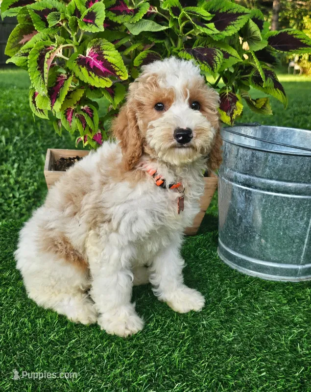 Branson (miniature) – Goldendoodle, Miniature Goldendoodle puppy for sale in Indianapolis, IN