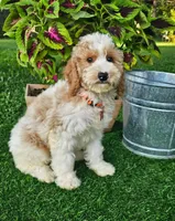 Branson (miniature), a male Goldendoodle and Miniature Goldendoodle for sale in Indianapolis, IN – 1 of 5