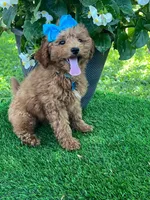 Gabby (micro), a female Goldendoodle and Miniature Goldendoodle for sale in Indianapolis, IN – 5 of 10