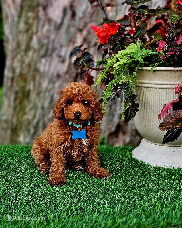 Rhett – Poodle - Toy  puppy for sale in Indianapolis, IN