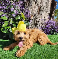 Savannah, a female Goldendoodle and Miniature Goldendoodle for sale in Indianapolis, IN – 3 of 3