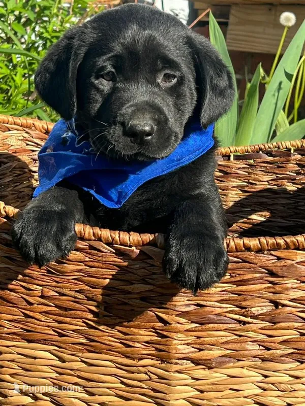 Simon – Labrador Retriever puppy for sale in Indianapolis, IN