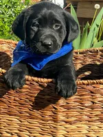 Simon, a male Labrador Retriever for sale in Indianapolis, IN – Photo 1 of 3