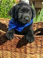 Simon, a male Labrador Retriever for sale in Indianapolis, IN – Photo 3 of 3