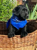 Simon, a male Labrador Retriever for sale in Indianapolis, IN – Photo 2 of 3