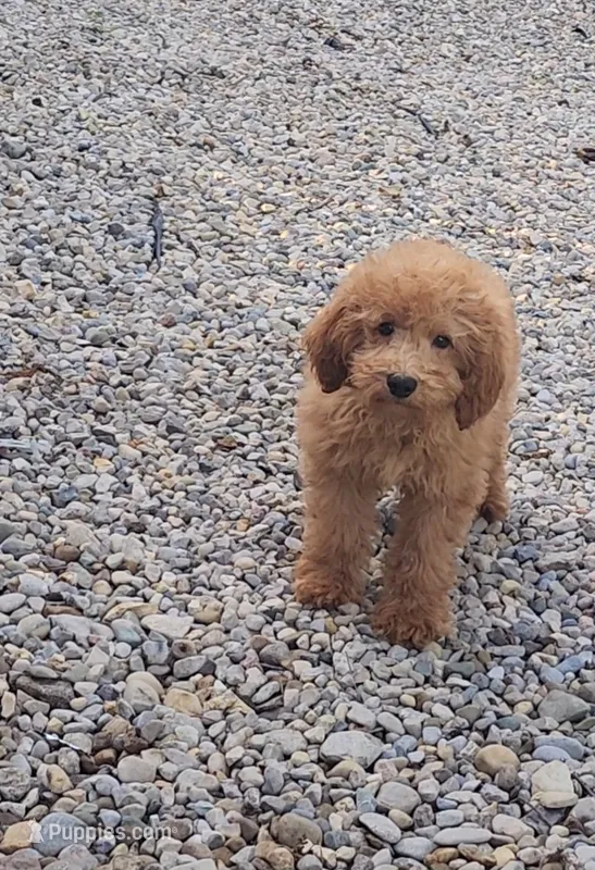 Alvin – Goldendoodle, Miniature Goldendoodle puppy for sale in Indianapolis, IN