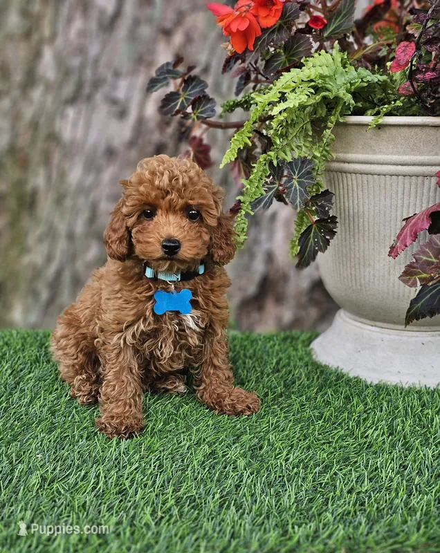 Remy – Poodle - Toy  puppy for sale in Indianapolis, IN