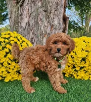 Gavin, a male Goldendoodle and Miniature Goldendoodle for sale in Indianapolis, IN – 4 of 4