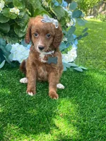 Elanor, a female Goldendoodle for sale in Indianapolis, IN – 3 of 4