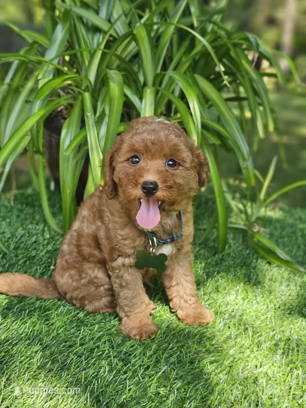 Branson (miniature) – Goldendoodle, Miniature Goldendoodle puppy for sale in Indianapolis, IN