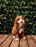 Calvin , a male Cavapoo for sale in Indianapolis, IN – Photo 3 of 4