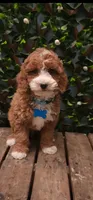 Calvin , a male Cavapoo for sale in Indianapolis, IN – Photo 4 of 4