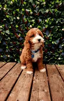 Calvin , a male Cavapoo for sale in Indianapolis, IN – Photo 1 of 4