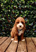 Calvin , a male Cavapoo for sale in Indianapolis, IN – Photo 2 of 4