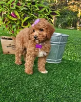 Elsie (miniature), a female Miniature Goldendoodle for sale in Indianapolis, IN – 8 of 8