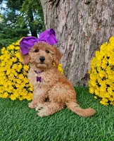 Harper, a female Goldendoodle and Miniature Goldendoodle for sale in Indianapolis, IN – 3 of 6